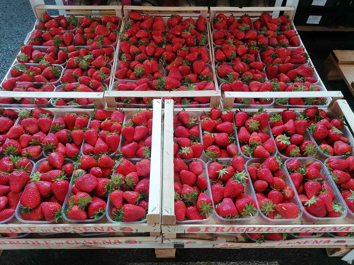 Fragole Origine Emilia Romagna prezzo 3,50-4 €/Kg